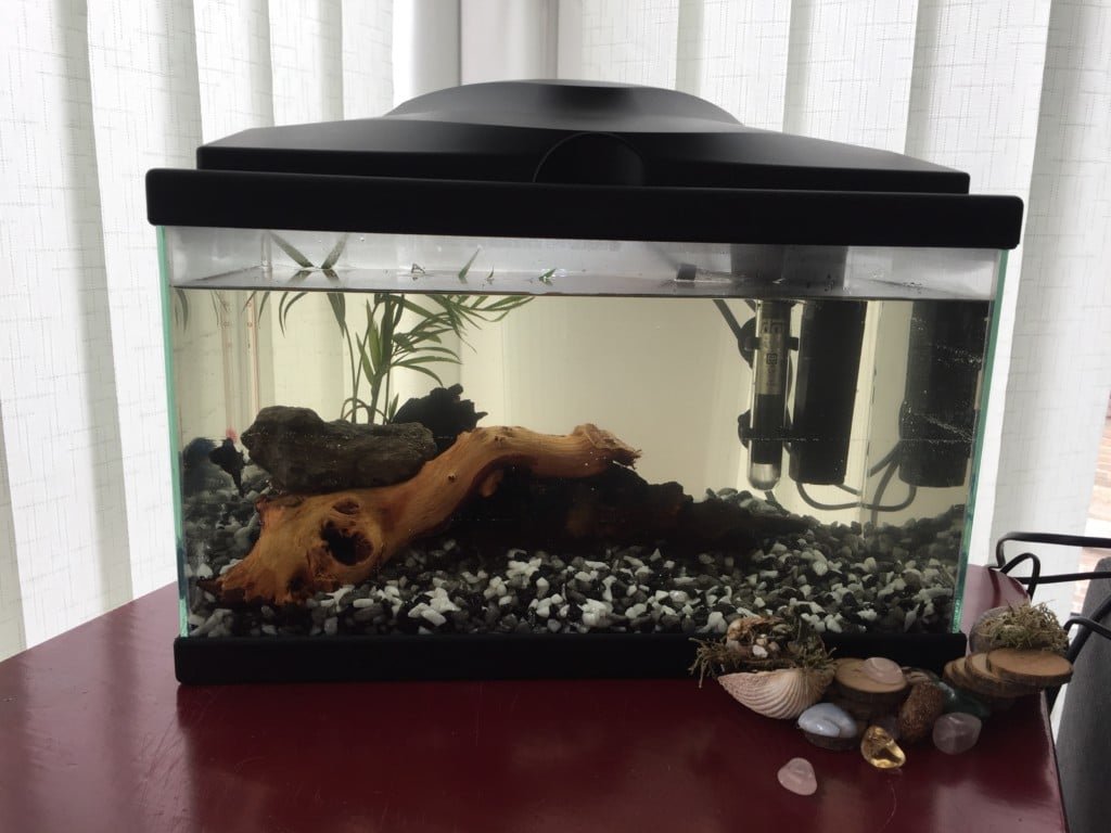 Kleine aquarium
