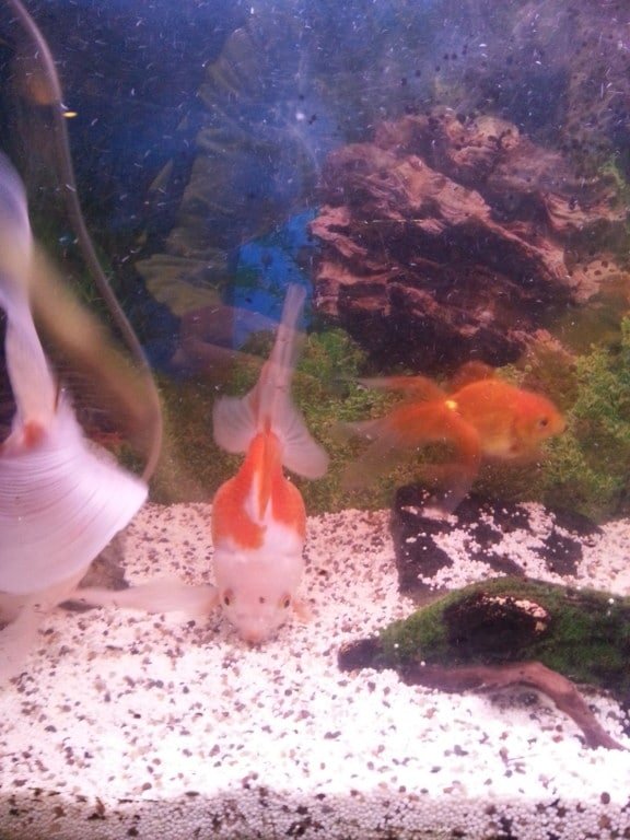 Kusje v.w rode lippenbekkie