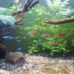 Rode rios en kardinalen