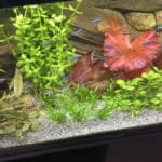 Schooltje kardinaal tetras