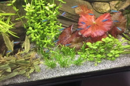 Schooltje kardinaal tetras