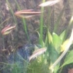 dit is het koppeltje dat in de grond mee gekomen is