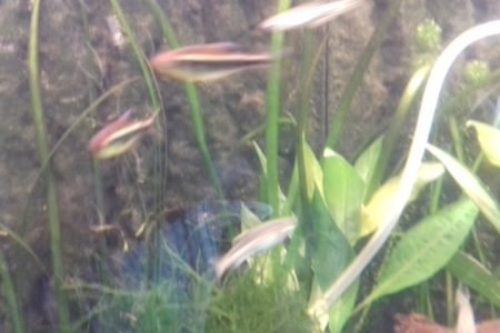 dit is het koppeltje dat in de grond mee gekomen is