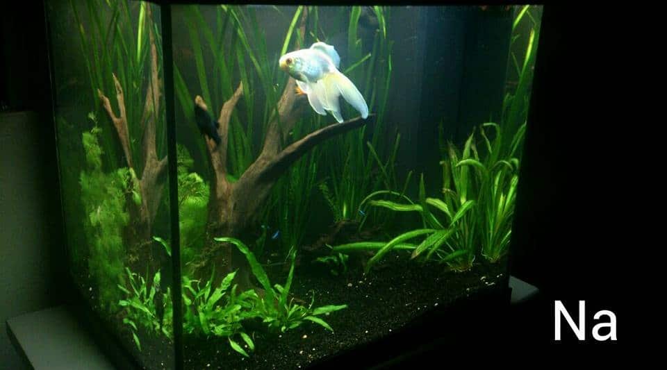 Aquarium Juwel Lido 125L