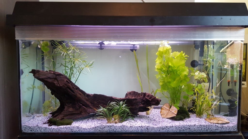 Blue velvet nieuwe bodem