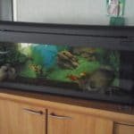 De huidige buddys