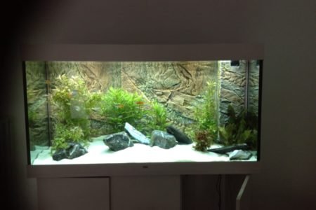 Foto van het aquarium