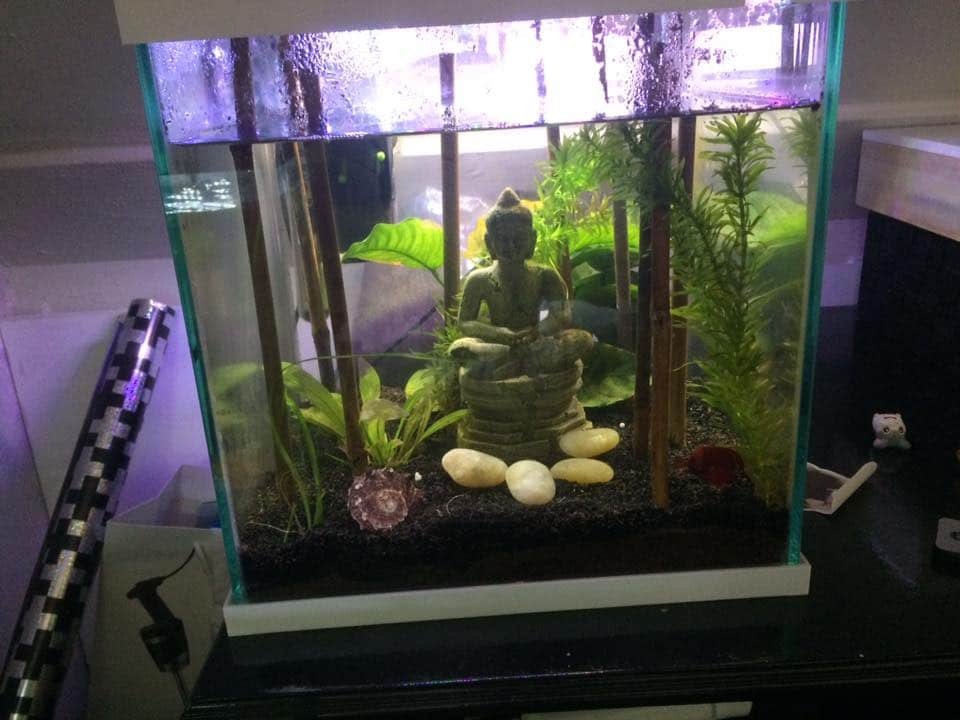 bettas paradijs