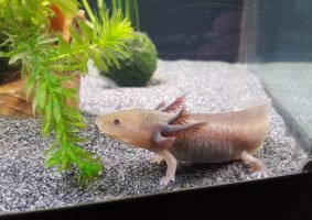 Axolotl 1