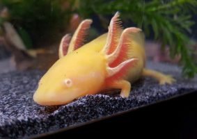 Axolotl 2