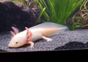 Axolotl 3