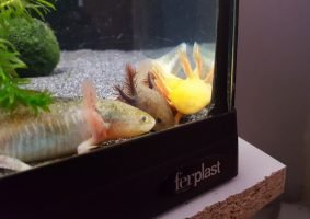 Axolotls 1