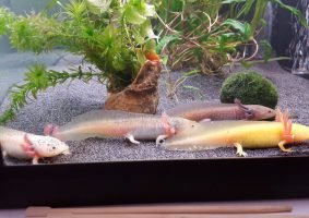 Axolotls