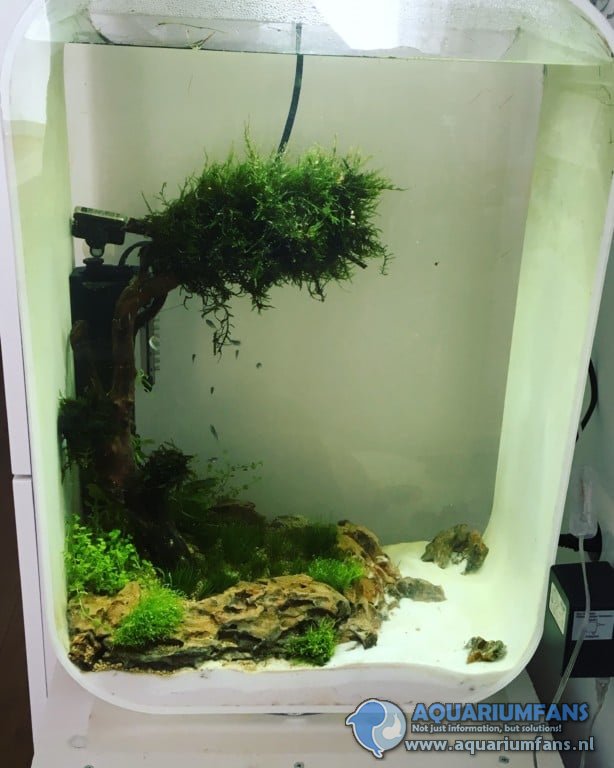 Biorb aquarium