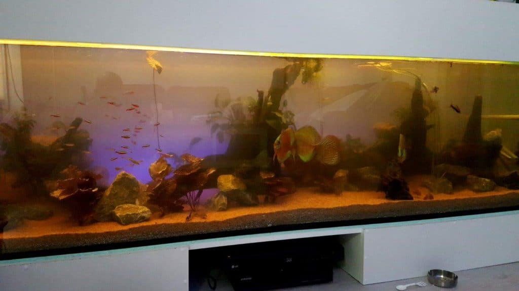 Discusbak bij avondlicht