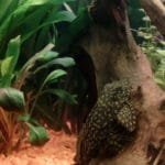 Mooiste vis maar hier niet op zn mooist helaas