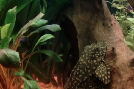 Mooiste vis maar hier niet op zn mooist helaas