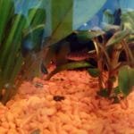 Wie weet hoe dit visje heet de kleine bruine