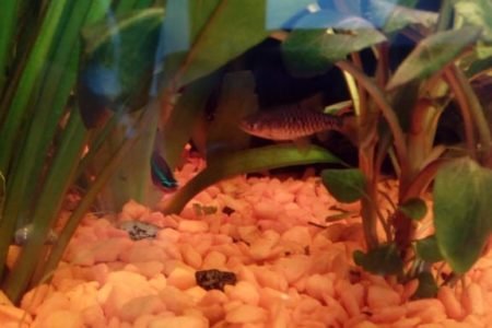 Wie weet hoe dit visje heet de kleine bruine