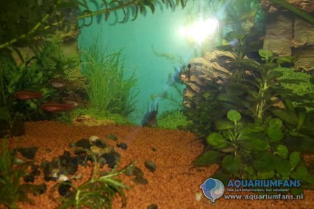 Mijn Aquarium