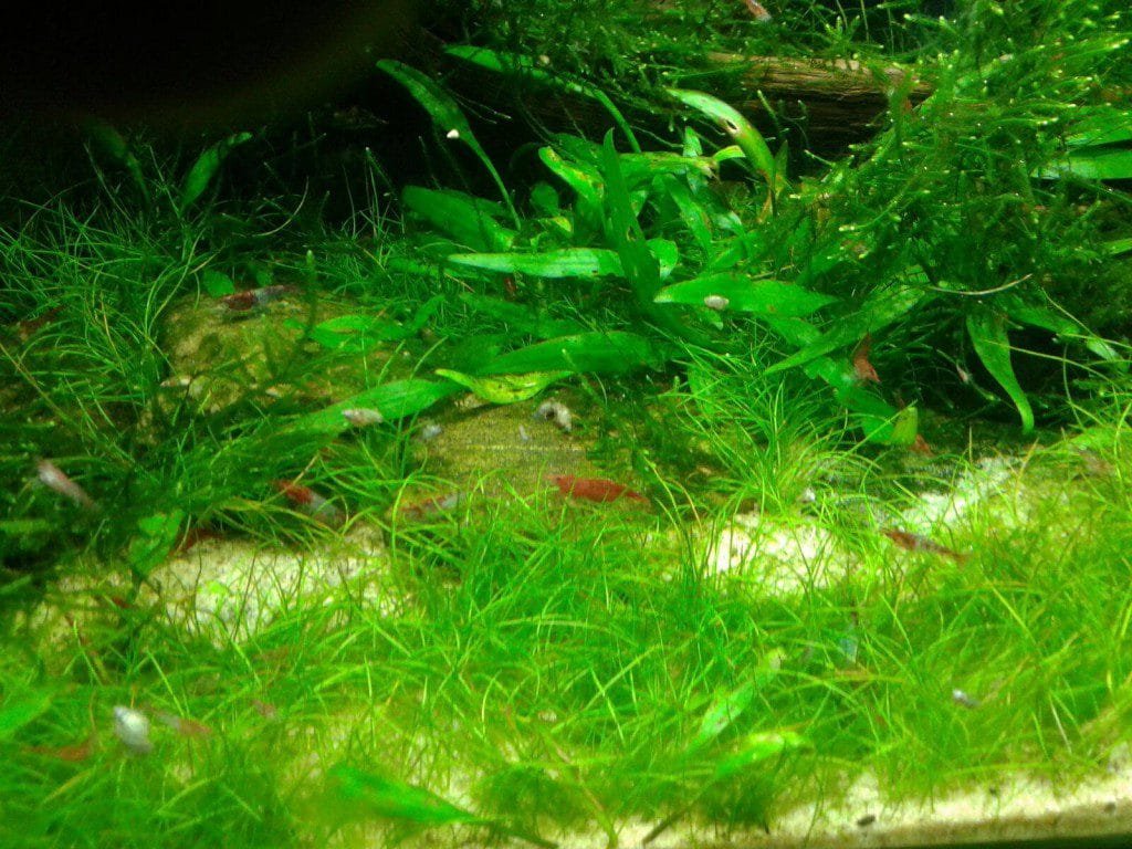 Voorgrond garnalenbak