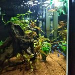 Superfish panorama 40