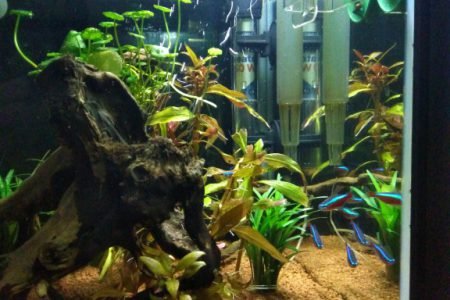 Superfish panorama 40