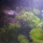 Zebra Danio