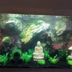 Aquarium in boedha stijl