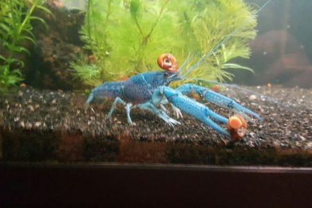 Deze bewoner woonde er al en is er nog steeds