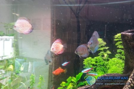 Discus gezelschapsaquarium