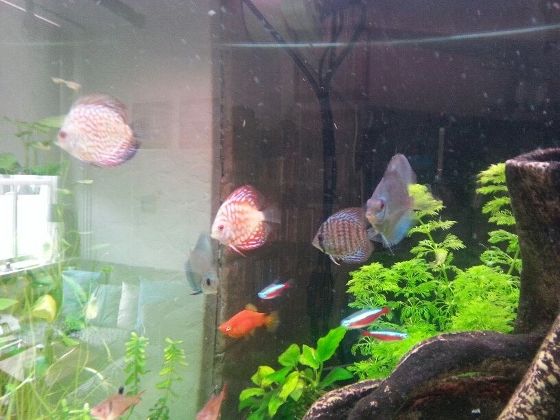 Discus gezelschapsaquarium