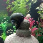 Een andere appelslak