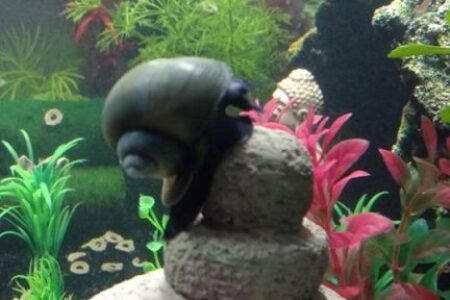 Een andere appelslak