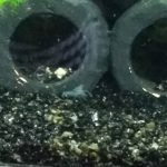 Een mini dwergkreeft