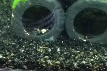 Een mini dwergkreeft