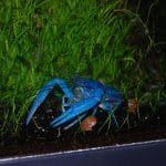 Floridakreeft met garnaal op zijn kop