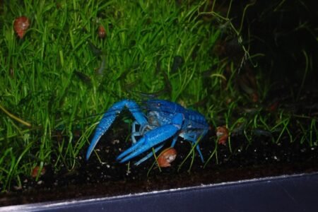 Floridakreeft met garnaal op zijn kop