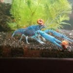 Floridakreeft met slak op zijn kop