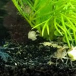 Het mannetje en het vrouwtje