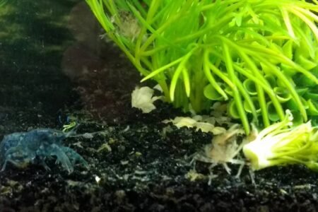 Het mannetje en het vrouwtje