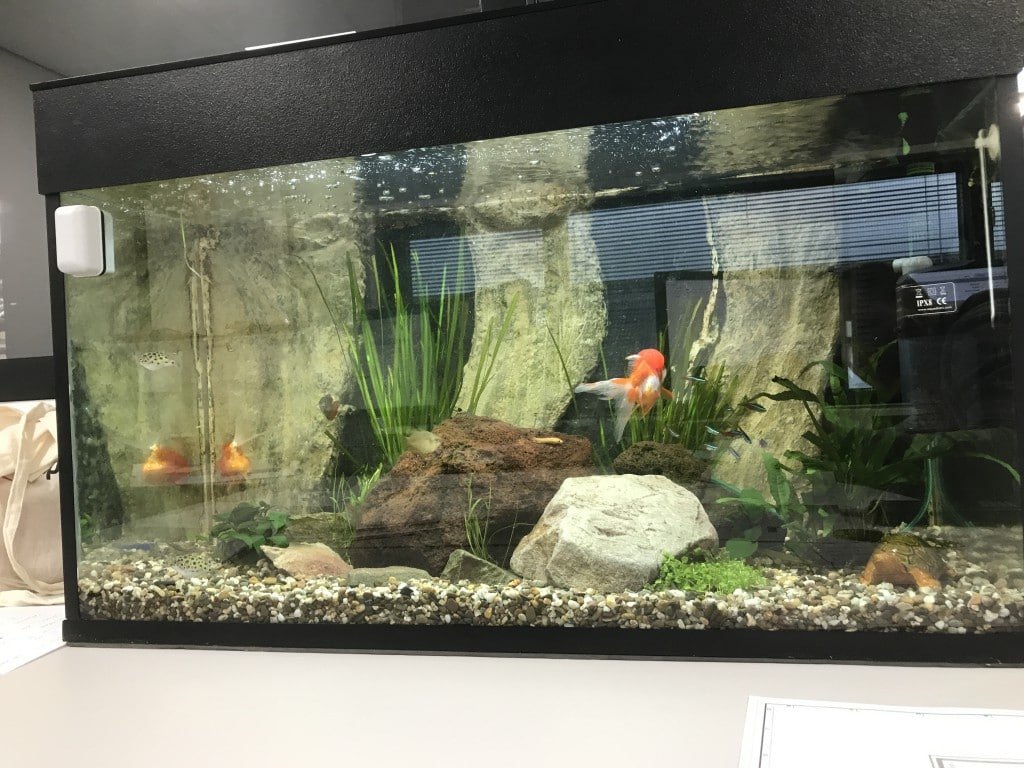 Mijn aquarium