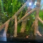 Neon tetras zijn zo mooi