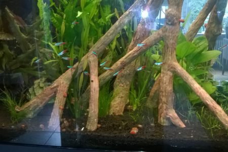 een klein stukje van het aquarium overzicht volgt later