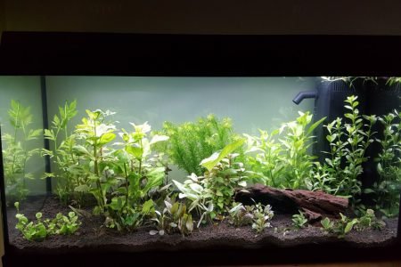 Het nieuwe aquaruim