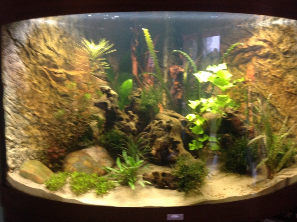 Mijn hoekaquarium dat er pas een paar weken staat