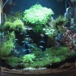 mijn eerste bakje dat ik begon dit met zelfgemaakt co2