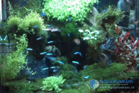 mijn eerste bakje dat ik begon dit met zelfgemaakt co2