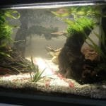 Eerste keer aquascape