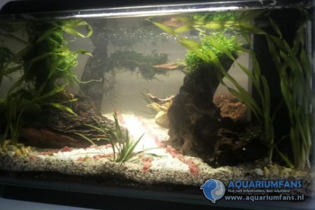 Eerste keer aquascape